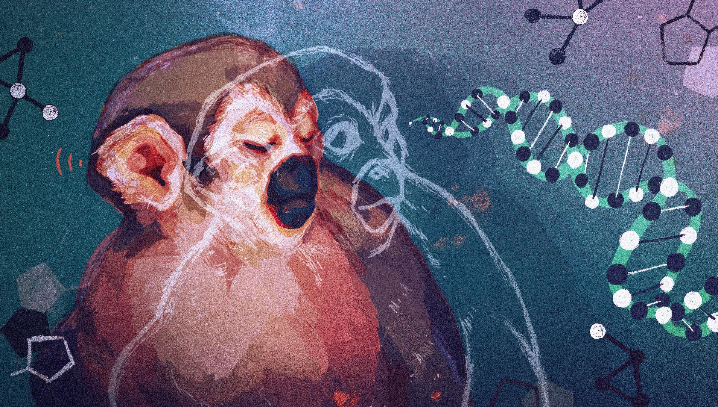 Monkeys With Superpower Eyes Could Help Cure Color Blindness | WIRED