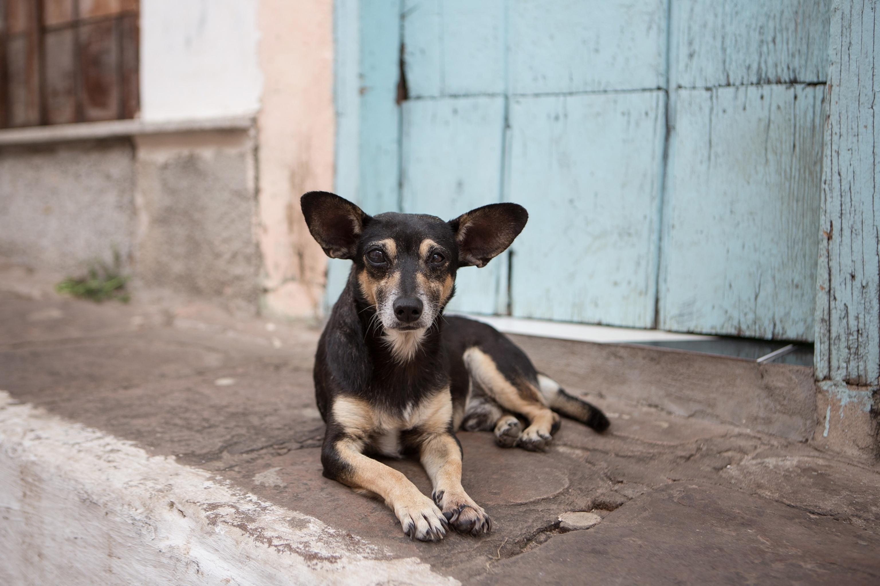Stray dogs have the natural ability to understand human gestures