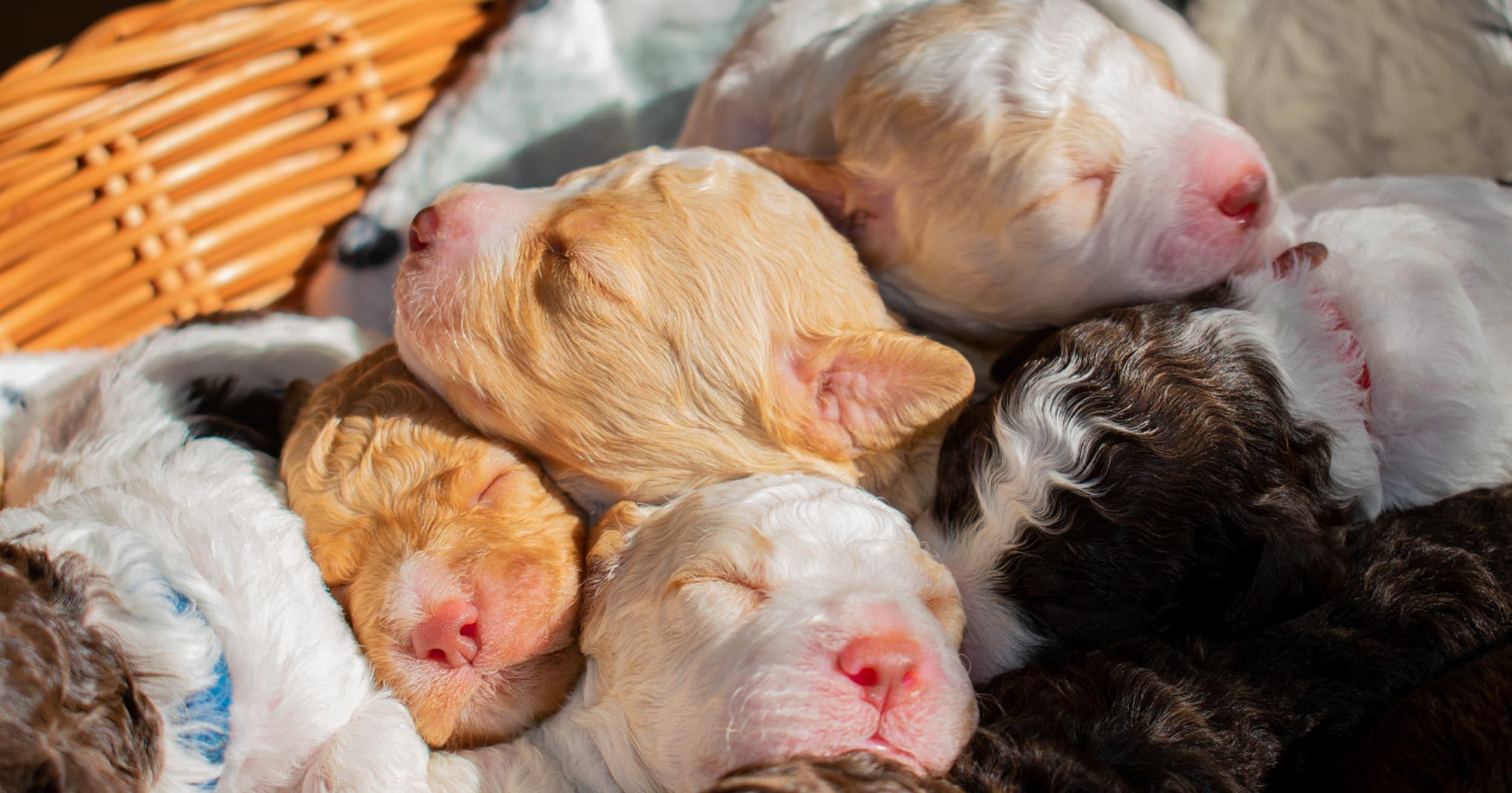 Peculiar Pet Facts: Puppies Are Born Deaf and Blind
